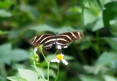 [This dark brown butterfly with long, thick white stripes is perched on a flower with its wings spread flat making the missing parts visible.]